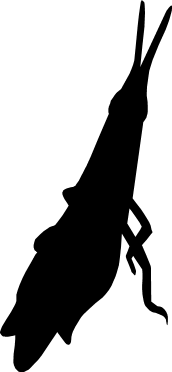 バッタ、カマキリのシルエット画像