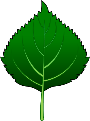 シソの葉のイラスト画像