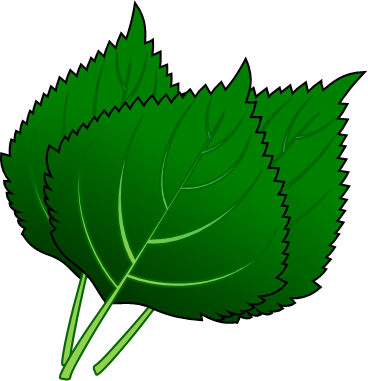 シソの葉のイラスト画像