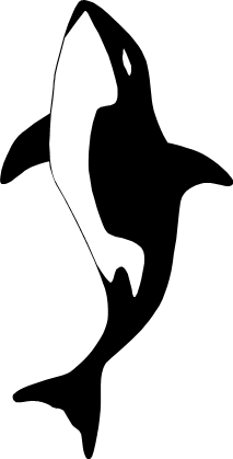 シャチのイラスト画像