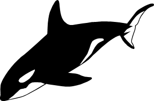 シャチのイラスト画像